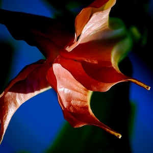 Fleur de daturia en joli contraste de couleurs - Belgique  - collection de photos clin d'oeil, catégorie plantes
